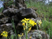 Monte_Crisimo - 201100501 088.jpg